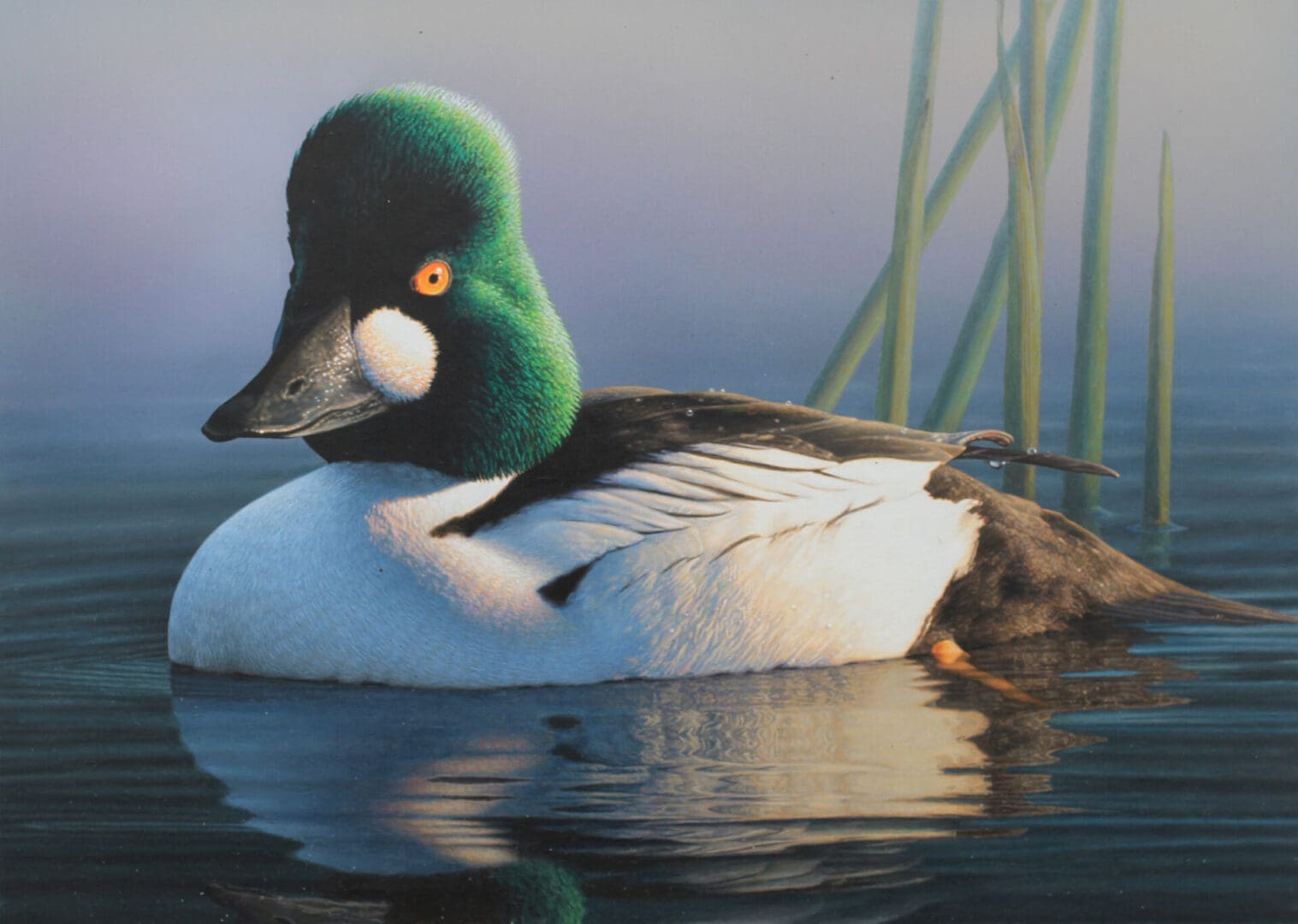 A duck swimming in the water near some reeds.
